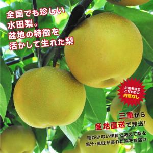 三重県産 白鳳梨 なし 3kg 秀品 7〜9玉...の詳細画像2