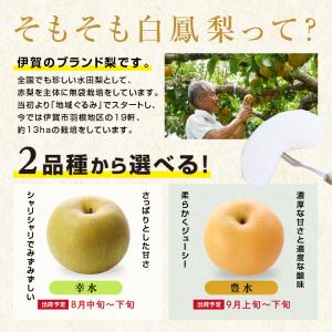 三重県産 白鳳梨 なし 3kg 秀品 7〜9玉...の詳細画像4