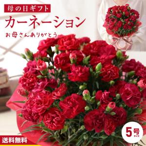 母の日 花 鉢植え カーネーション 送料無料 プレゼント ギフト 5号鉢 母の日ラッピング 生花 赤いカーネーション｜so-suke