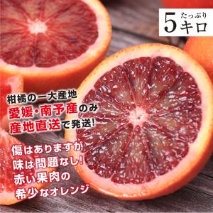 ブラッドオレンジ 国産 オレンジ 愛媛県産 訳...の詳細画像2