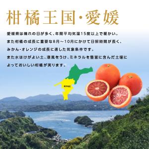 ブラッドオレンジ 国産 オレンジ 愛媛県産 訳...の詳細画像3