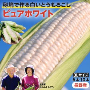 【送料無料】長野県産 ピュアホワイト 3L 白いとうもろこし ホワイトコーン 6本 10本 甘い 大きい 朝採り 即日出荷 産地直送 ギフト 野菜 果物 諏訪市 爆買