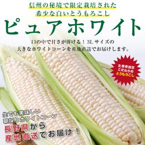 【送料無料】長野県産 ピュアホワイト 3L 白...の詳細画像1