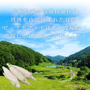 【送料無料】長野県産 ピュアホワイト 3L 白...の詳細画像2