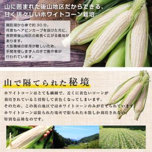 【送料無料】長野県産 ピュアホワイト 3L 白...の詳細画像3