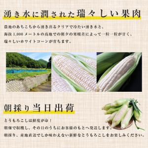 【送料無料】長野県産 ピュアホワイト 3L 白...の詳細画像4