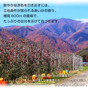 長野県産 りんご あいかの香り 秀品 3kg ...の詳細画像5
