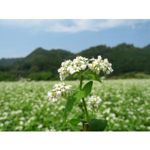 そば粉 常陸秋そば 石臼挽き 100% 茨城県...の詳細画像4