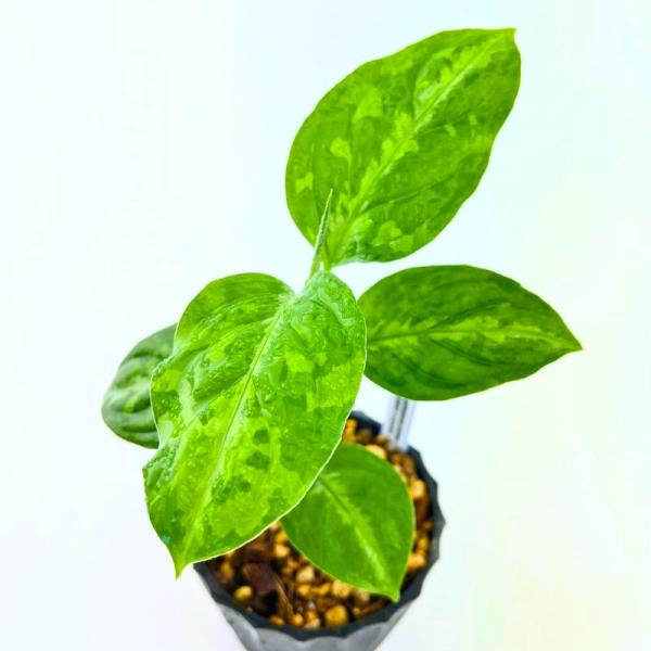 観葉植物　おしゃれ　風水　アグラオネマ　ピクタム　ADMIX tricolor　