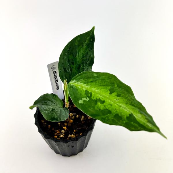 観葉植物　おしゃれ　風水　アグラオネマ　ピクタム　　