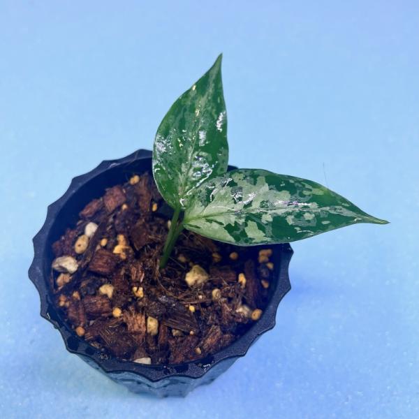 観葉植物　おしゃれ　風水　アグラオネマ　ピクタム　　