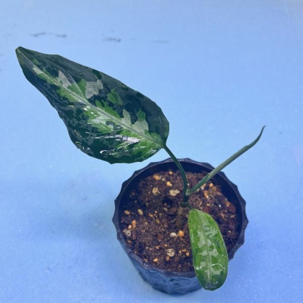 観葉植物　おしゃれ　風水　アグラオネマ　ピクタム　　