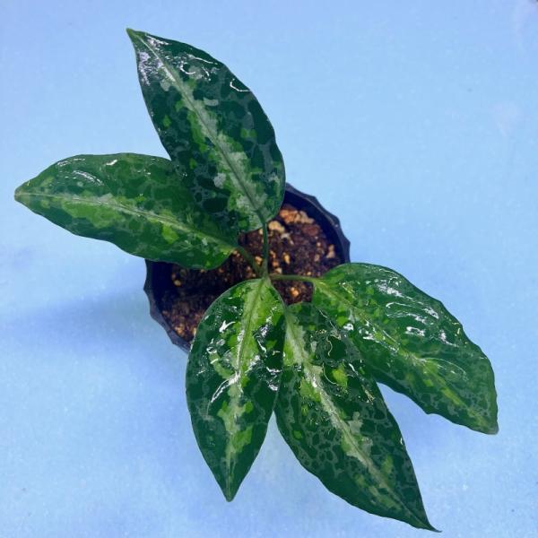 観葉植物　おしゃれ　風水　アグラオネマ　ピクタム　　