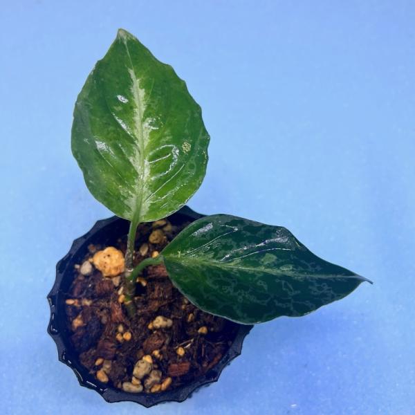 観葉植物　おしゃれ　風水　アグラオネマ　ピクタム　　