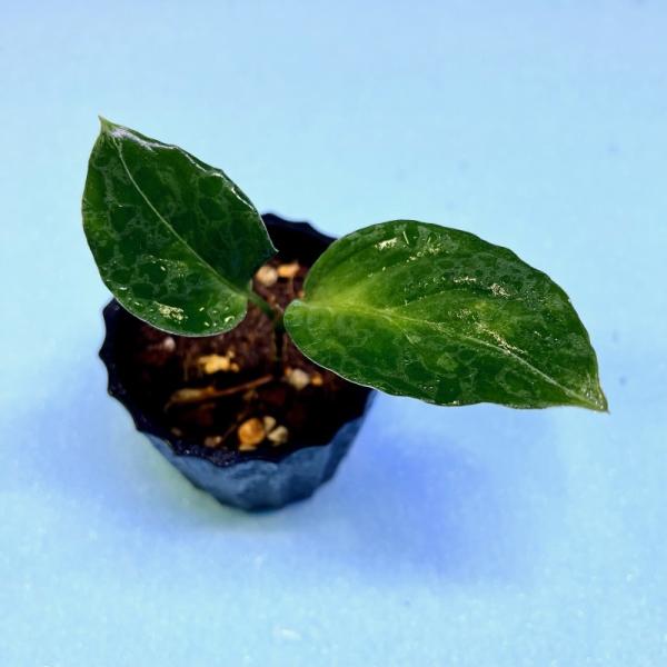 観葉植物　おしゃれ　風水　アグラオネマ　ピクタム　　