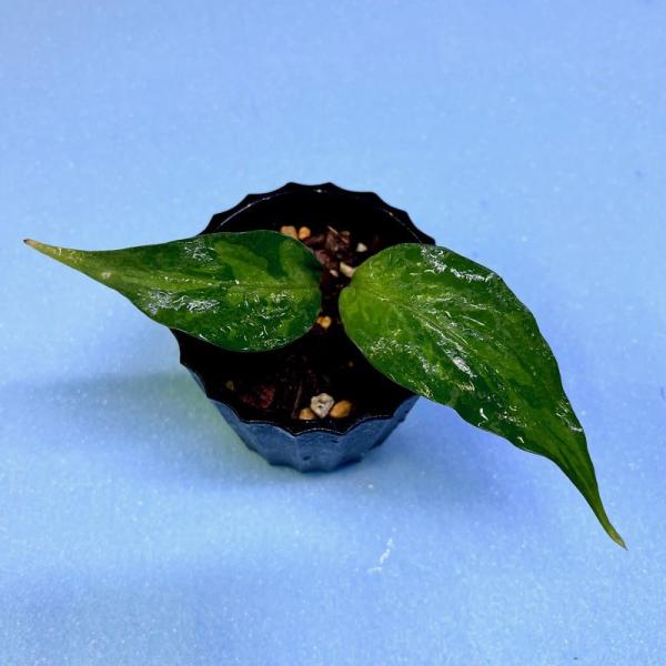 観葉植物　おしゃれ　風水　アグラオネマ　ピクタム　　