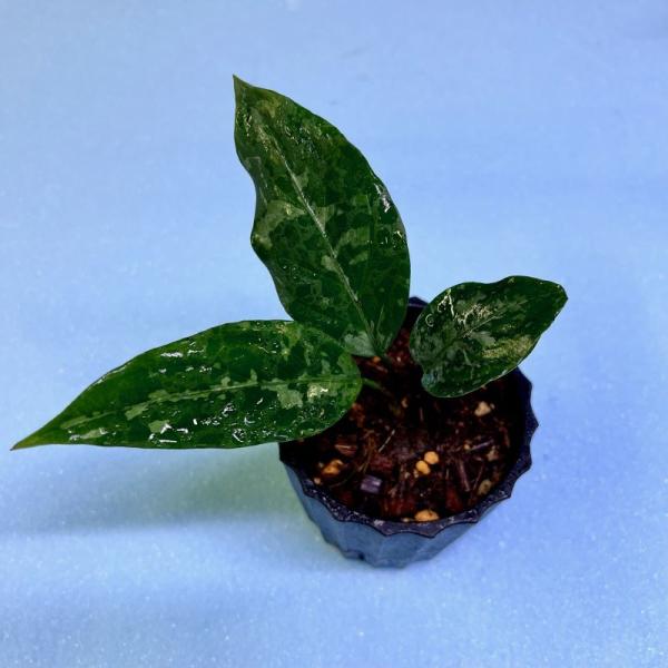 観葉植物　おしゃれ　風水　アグラオネマ　ピクタム　　