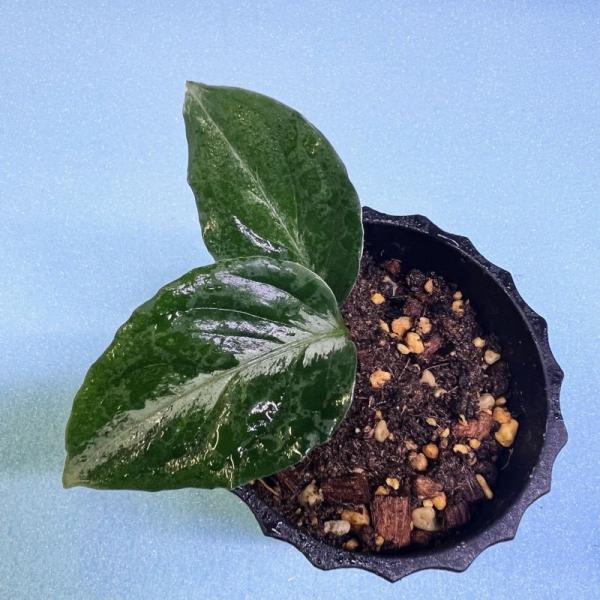 観葉植物　おしゃれ　風水　アグラオネマ　ピクタム　　