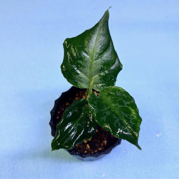 観葉植物　おしゃれ　風水　アグラオネマ　ピクタム　　