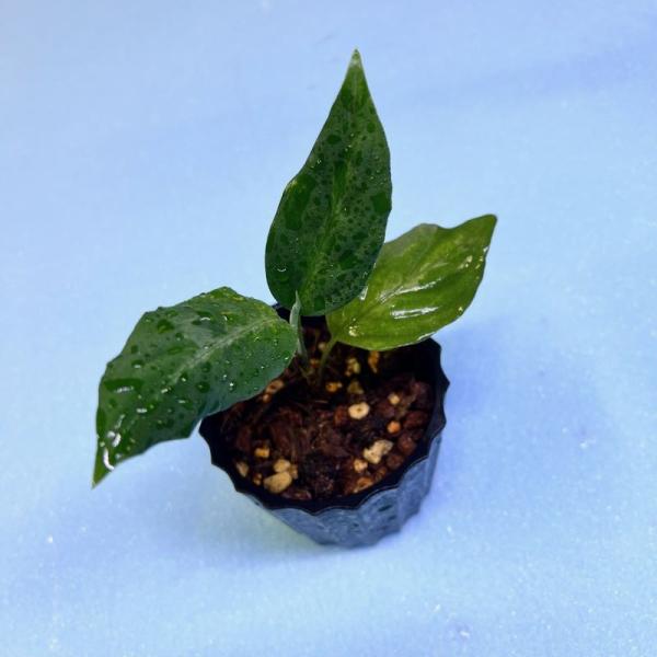 観葉植物　おしゃれ　風水　アグラオネマ　ピクタム　　