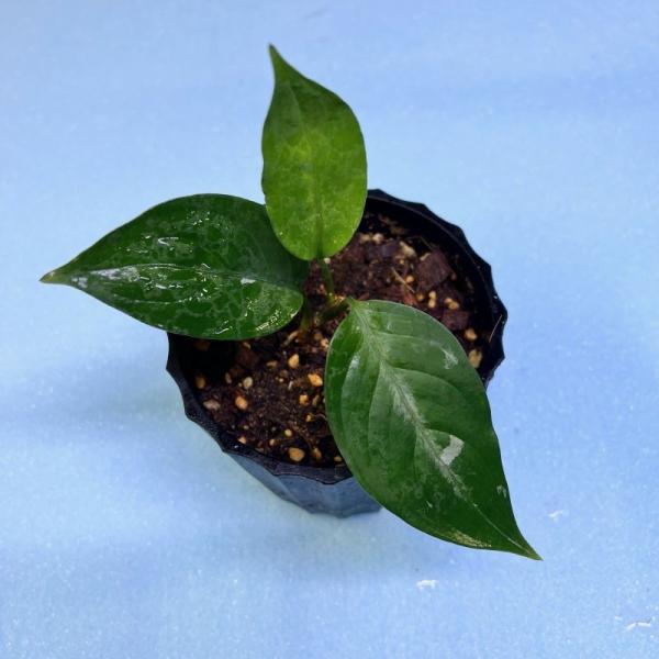 観葉植物　おしゃれ　風水　アグラオネマ　ピクタム　　