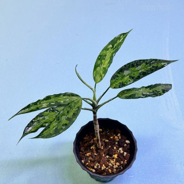観葉植物　おしゃれ　風水　アグラオネマ　ピクタム　　