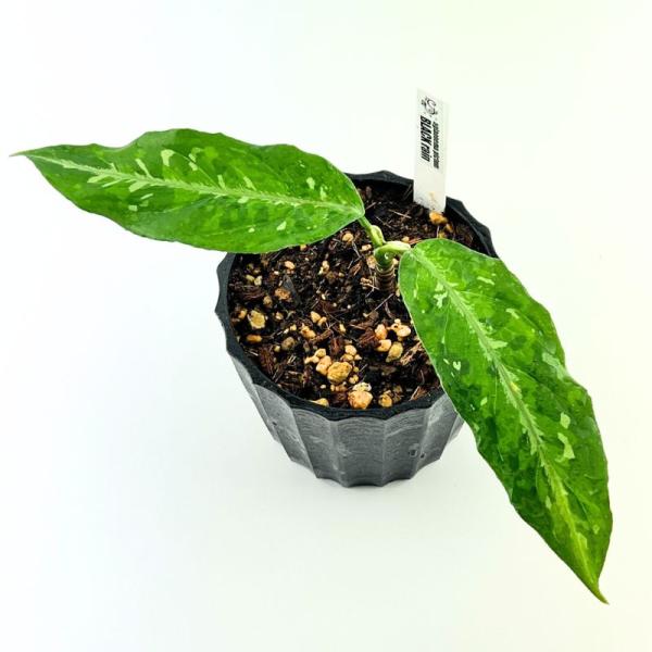 観葉植物　おしゃれ　風水　アグラオネマ　ピクタム　"BLACK rain"　