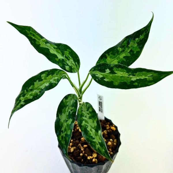 観葉植物　おしゃれ　風水　アグラオネマ　ピクタム　"FROST army"　