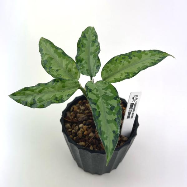 観葉植物　おしゃれ　風水　アグラオネマ　ピクタム　"FROST break"　