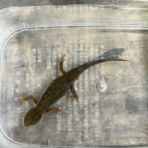 価格交渉可】♀色彩変異 アカハライモリ