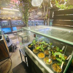 アグラオネマ専用 固形肥料の詳細画像5