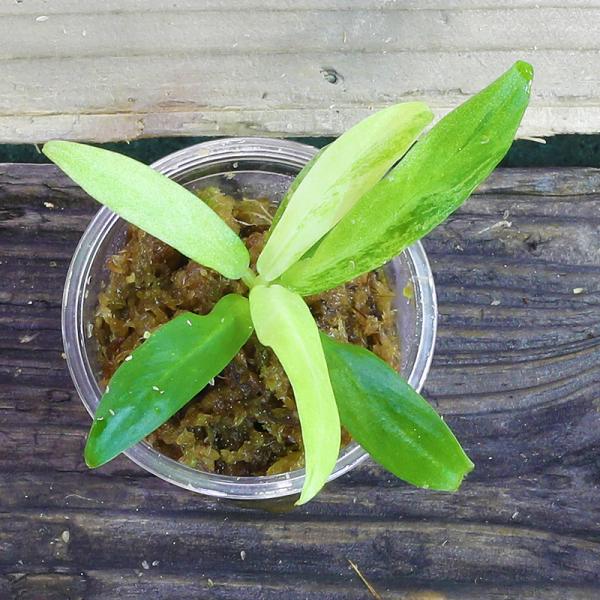 ［スキスマ］Schismatoglottis sp. "Murun raya" 初霜錦