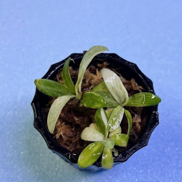 Schismatoglottis sp. "Murun raya" 初霜錦