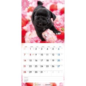 【残りわずか!!】パグ PICTWAN (ピク...の詳細画像4