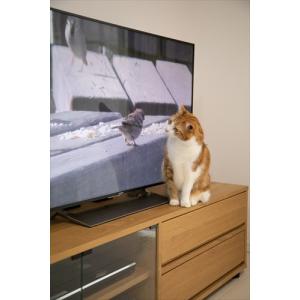 新品 ネコだってテレビがみたい!NEKO TU...の詳細画像2
