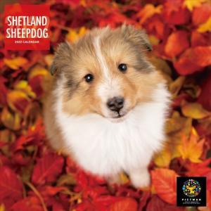 ミニシェットランド・シープドッグ PICTWANカレンダー2022年 DOG 2022年カレンダー 22CL-50039