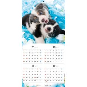 【残りわずか!!】【おまけCL付】ボーダー・コ...の詳細画像3