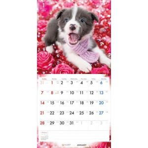 【残りわずか!!】【おまけCL付】ボーダー・コ...の詳細画像4