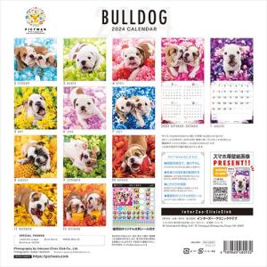 【残りわずか!!】【おまけCL付】ブルドッグ ...の詳細画像1