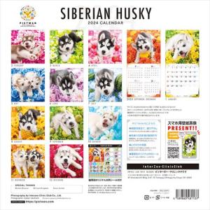 【残りわずか!!】【おまけCL付】シベリアン・...の詳細画像1