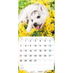 【残りわずか!!】【おまけCL付】シベリアン・...の詳細画像4