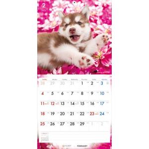 【残りわずか!!】【おまけCL付】シベリアン・...の詳細画像5