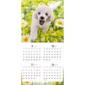 【残りわずか!!】【おまけCL付】プードル P...の詳細画像3