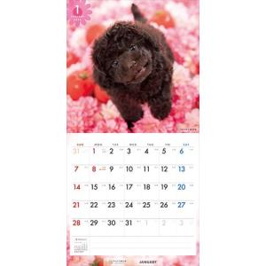 【残りわずか!!】【おまけCL付】プードル P...の詳細画像4