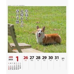 【残りわずか!!】コーギー川柳 週めくり 卓上...の詳細画像4