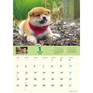 【残りわずか】コロコロマメシバ 2026年 壁...の詳細画像1