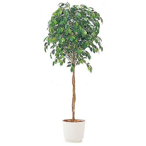 人工樹木 カレン イトーキ ベンジャミン H150cm 自社便 開梱 設置付