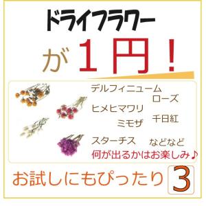 １円 ドライフラワー フラワー お花