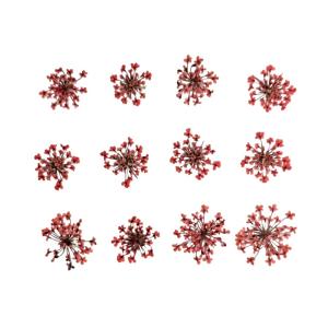 固まるハーバリウム クリアリウム レースフラワー ローズピンク 12枚 押し花 花｜solargift