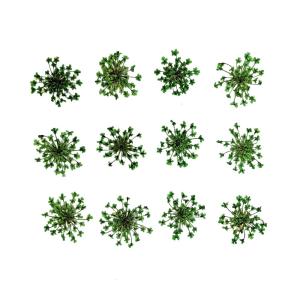 固まるハーバリウム クリアリウム レースフラワー グリーン 12枚 押し花 花｜solargift
